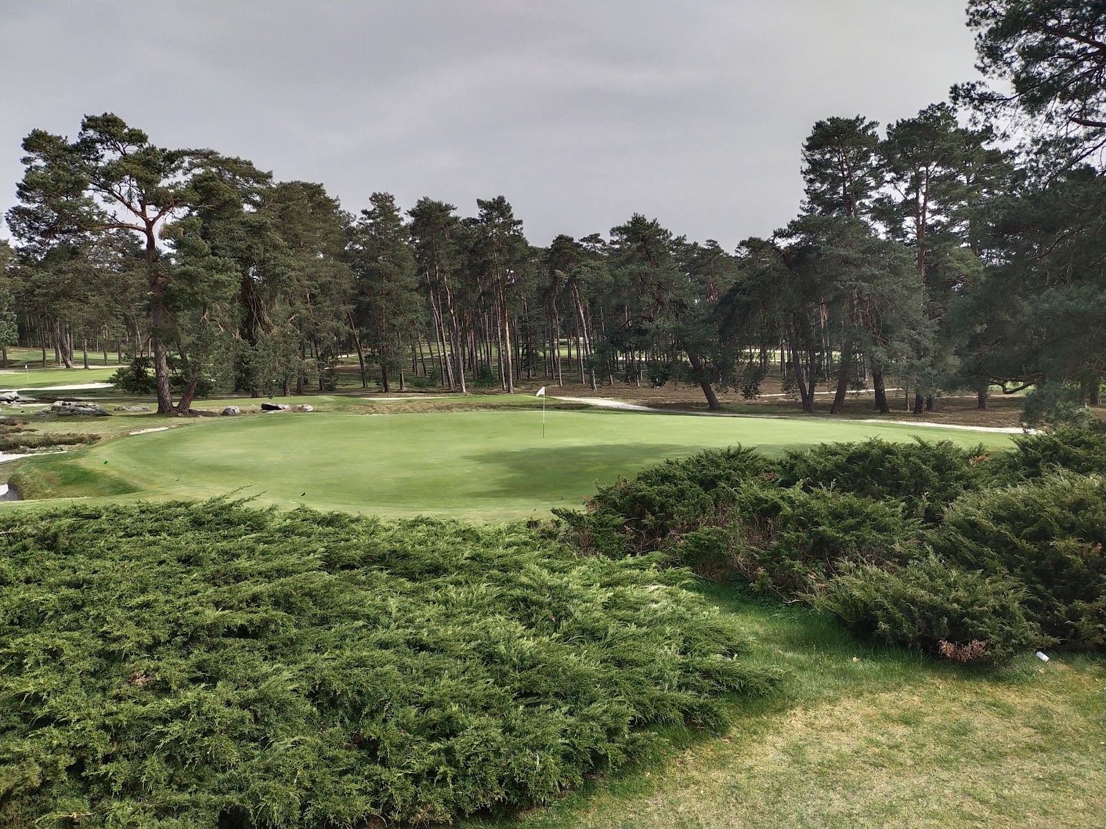 Golf de Morfontaine, heathland fairway framed by heather and pines in the Oise, north of Paris, France
