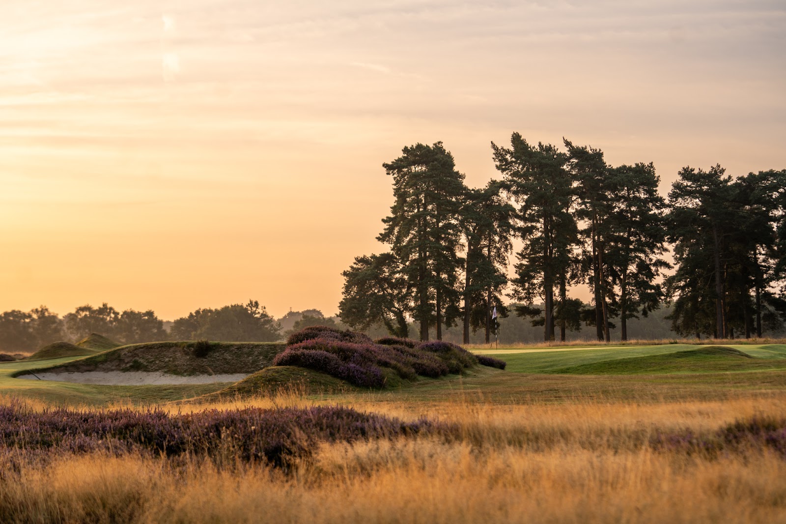 Walton Heath Golf Club in Surrey, heather and gorse lining a firm heathland fairway